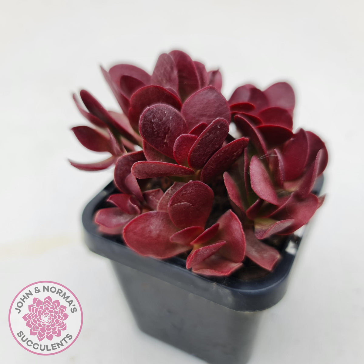 Crassula atropurpurea