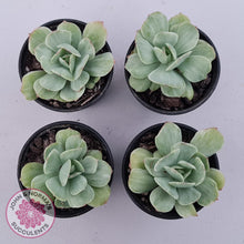 Load image into Gallery viewer, Echeveria 'Peach Pride' variegata - John & Norma's Succulents Australia