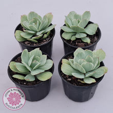 Load image into Gallery viewer, Echeveria 'Peach Pride' variegata - John & Norma's Succulents Australia