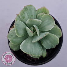 Load image into Gallery viewer, Echeveria 'Peach Pride' variegata - John & Norma's Succulents Australia
