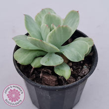 Load image into Gallery viewer, Echeveria 'Peach Pride' variegata - John & Norma's Succulents Australia