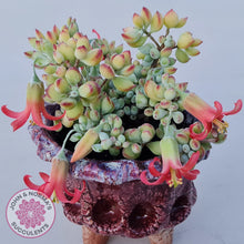 Load image into Gallery viewer, Cotyledon pendens