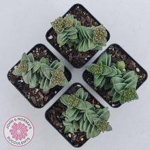Load image into Gallery viewer, Crassula 'Warmsley Blue' - John & Norma's Succulents Australia