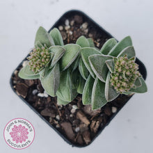 Load image into Gallery viewer, Crassula 'Warmsley Blue' - John & Norma's Succulents Australia