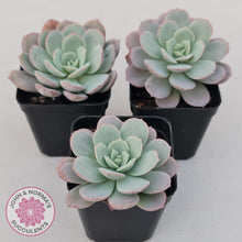 Load image into Gallery viewer, Echeveria Subcorymbosa Lau 026 - John & Norma's Succulents Australia