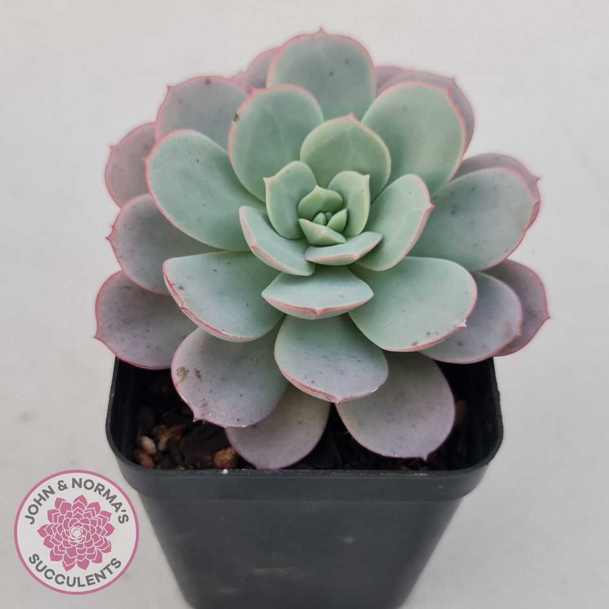 Echeveria Subcorymbosa Lau 026
