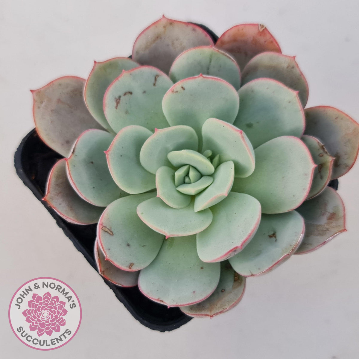 Echeveria Subcorymbosa Lau 026