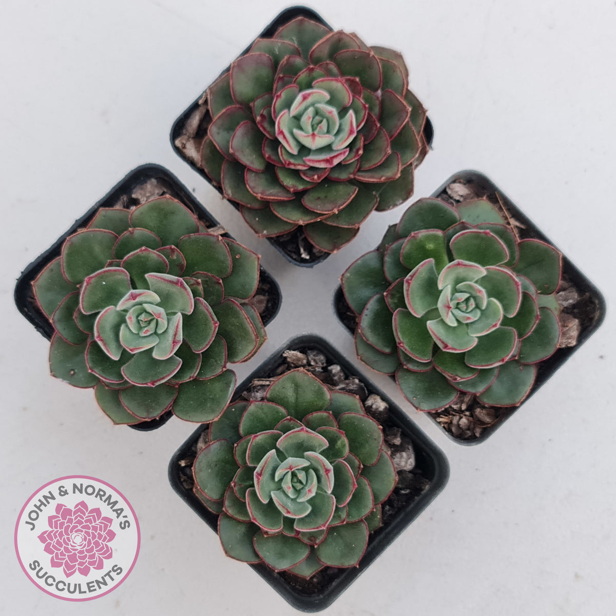 Echeveria 'Joan Daniel'