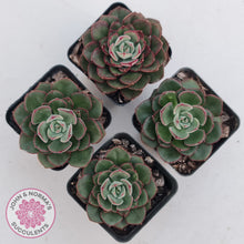 Load image into Gallery viewer, Echeveria 'Joan Daniel'