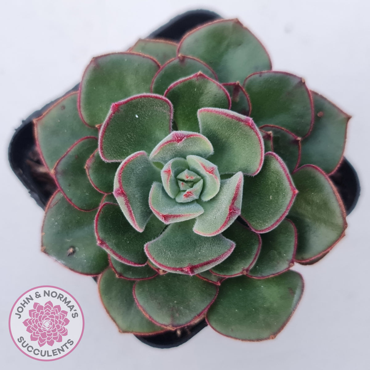 Echeveria 'Joan Daniel'