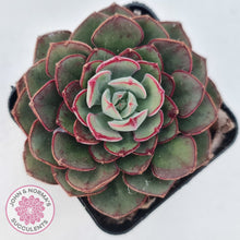 Load image into Gallery viewer, Echeveria 'Joan Daniel'