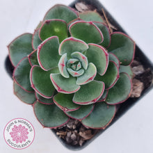 Load image into Gallery viewer, Echeveria 'Joan Daniel'