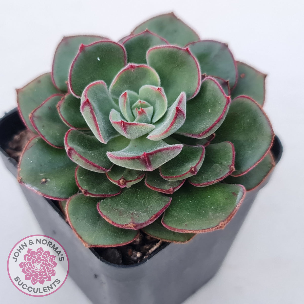Echeveria 'Joan Daniel'