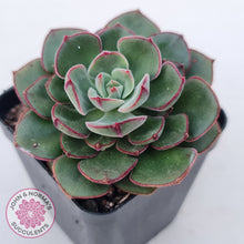 Load image into Gallery viewer, Echeveria 'Joan Daniel'