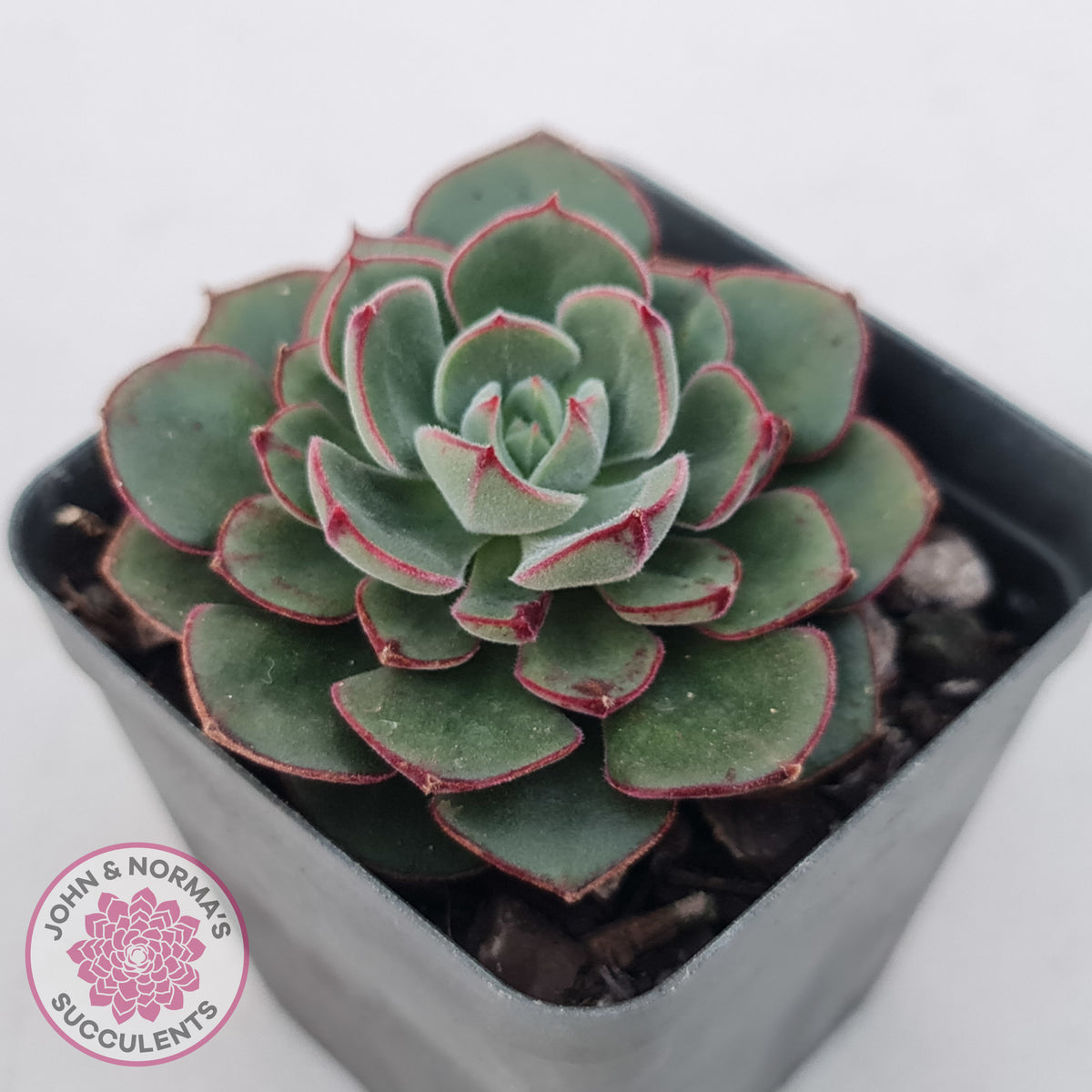 Echeveria 'Joan Daniel'
