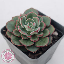 Load image into Gallery viewer, Echeveria 'Joan Daniel'