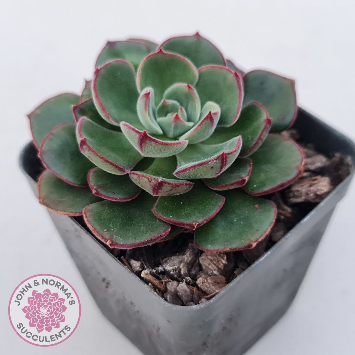 Echeveria 'Joan Daniel'