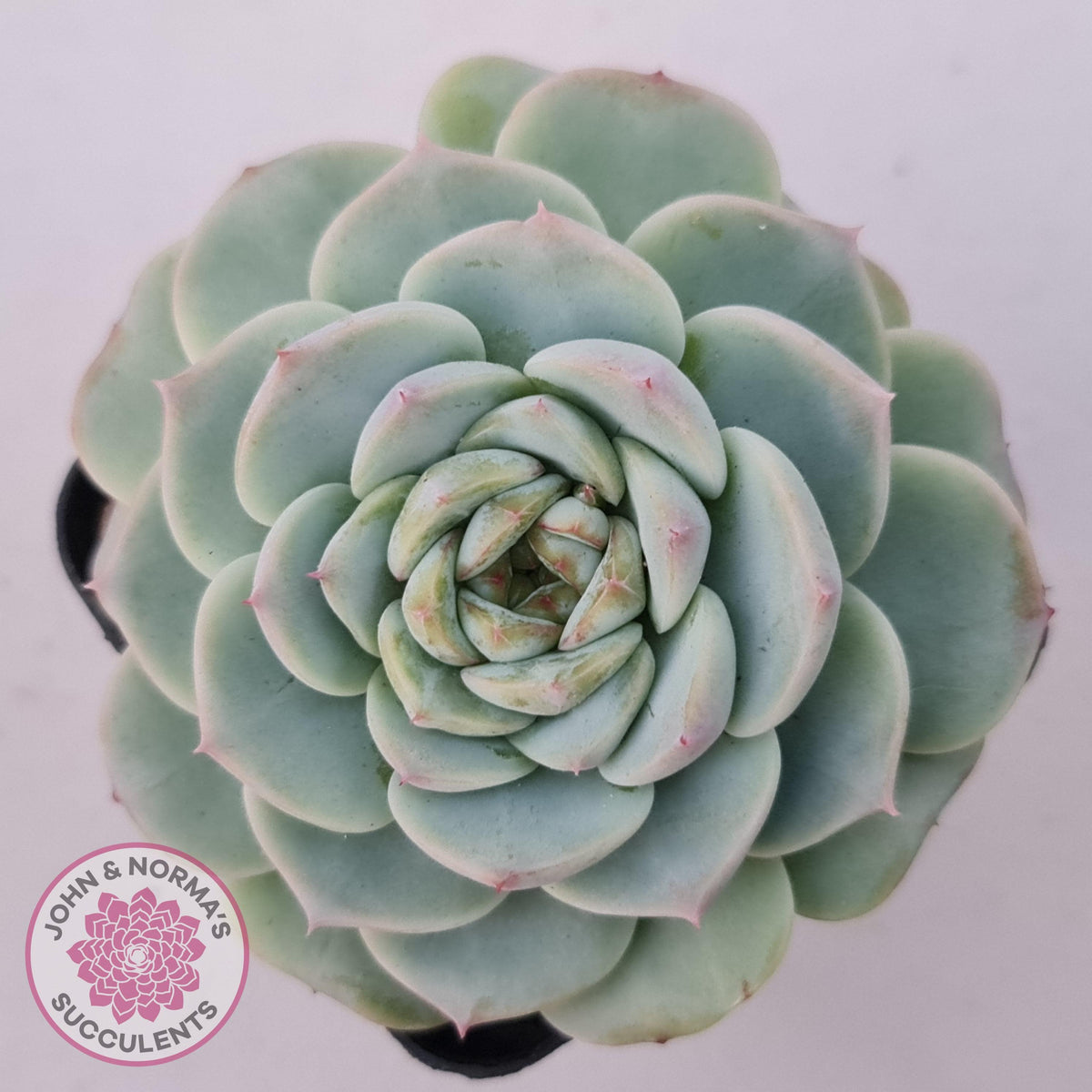 Echeveria 'Red Velvet'