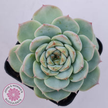 Load image into Gallery viewer, Echeveria 'Red Velvet' - John & Norma's Succulents Australia