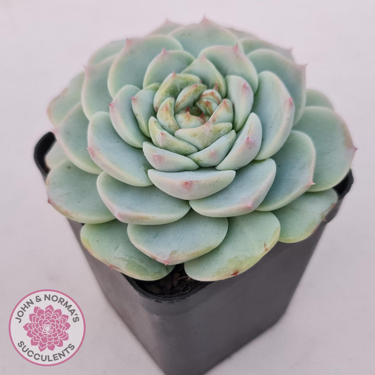 Echeveria 'Red Velvet'