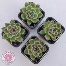 Load image into Gallery viewer, Echeveria 'Black Rose'