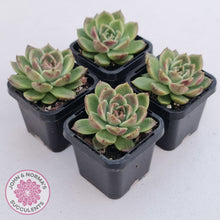 Load image into Gallery viewer, Echeveria 'Black Rose'