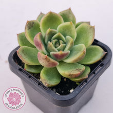 Load image into Gallery viewer, Echeveria 'Black Rose'