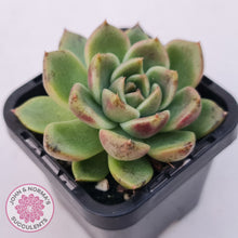 Load image into Gallery viewer, Echeveria 'Black Rose'