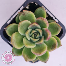 Load image into Gallery viewer, Echeveria 'Black Rose'