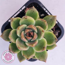 Load image into Gallery viewer, Echeveria 'Black Rose'