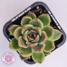 Load image into Gallery viewer, Echeveria 'Black Rose'