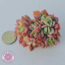 Load image into Gallery viewer, Echeveria 'Low' Crest Cuttings - John & Norma's Succulents Australia
