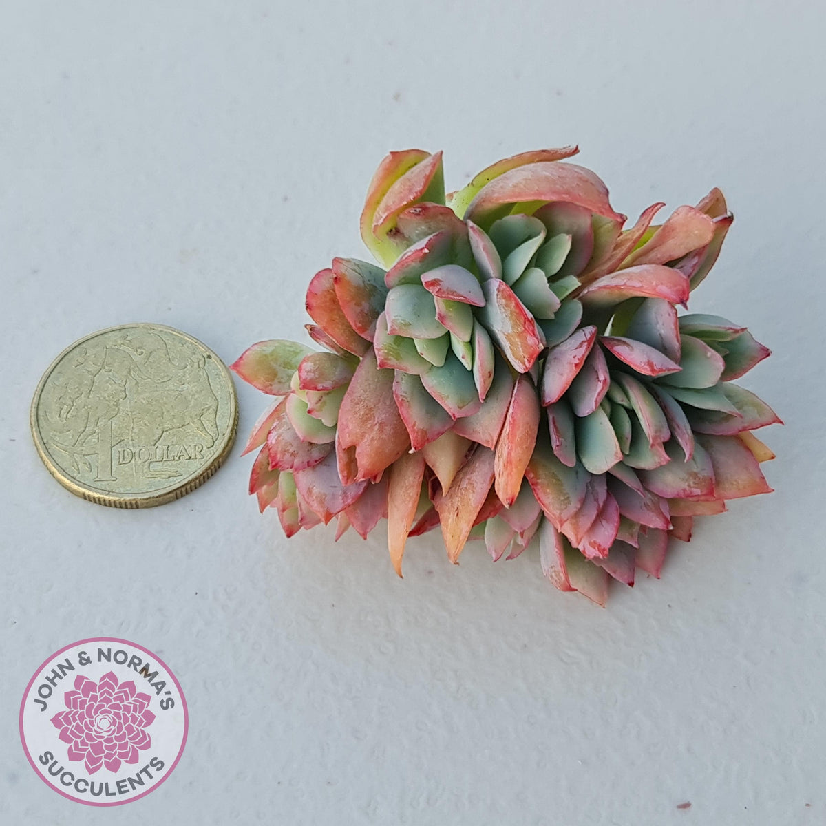 Echeveria 'Low' Crest Cuttings