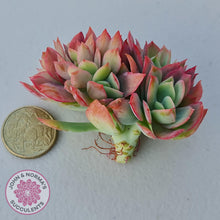 Load image into Gallery viewer, Echeveria 'Low' Crest Cuttings - John & Norma's Succulents Australia