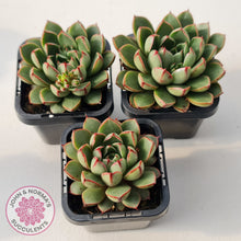Load image into Gallery viewer, Echeveria 'Cat's Eye'