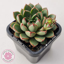 Load image into Gallery viewer, Echeveria 'Cat's Eye'