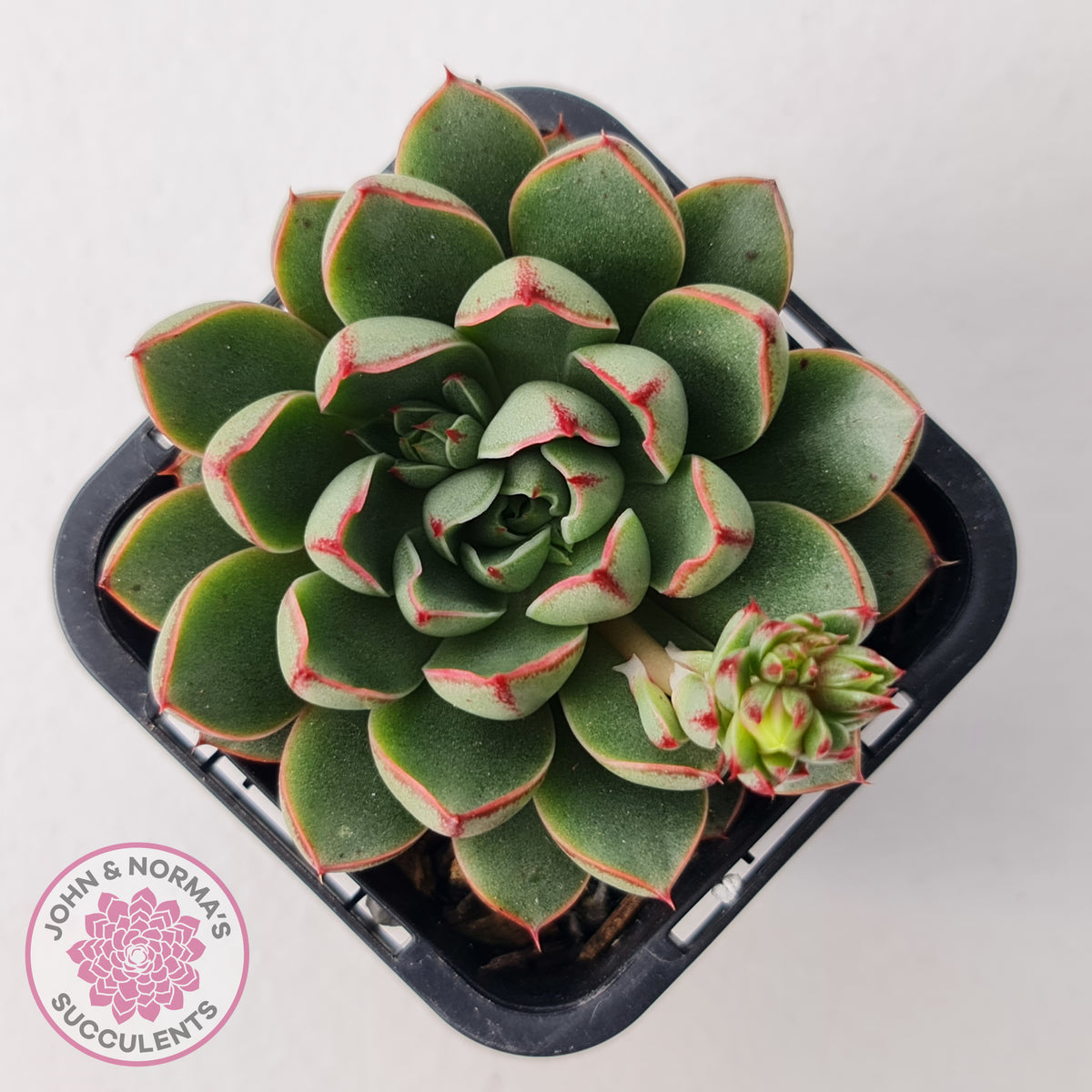 Echeveria 'Cat's Eye'
