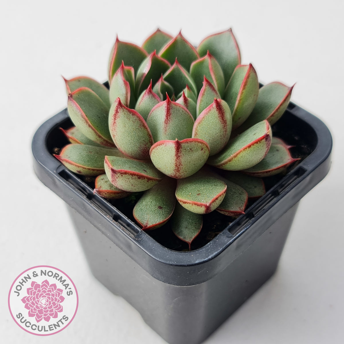 Echeveria 'Cat's Eye'