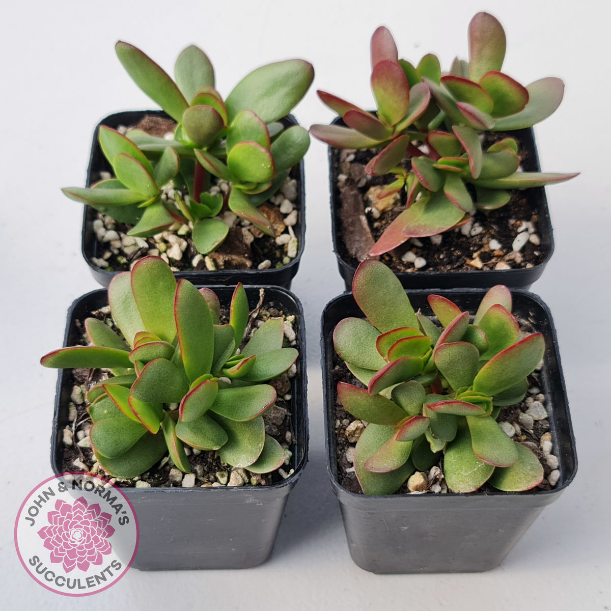 Crassula atropurpurea