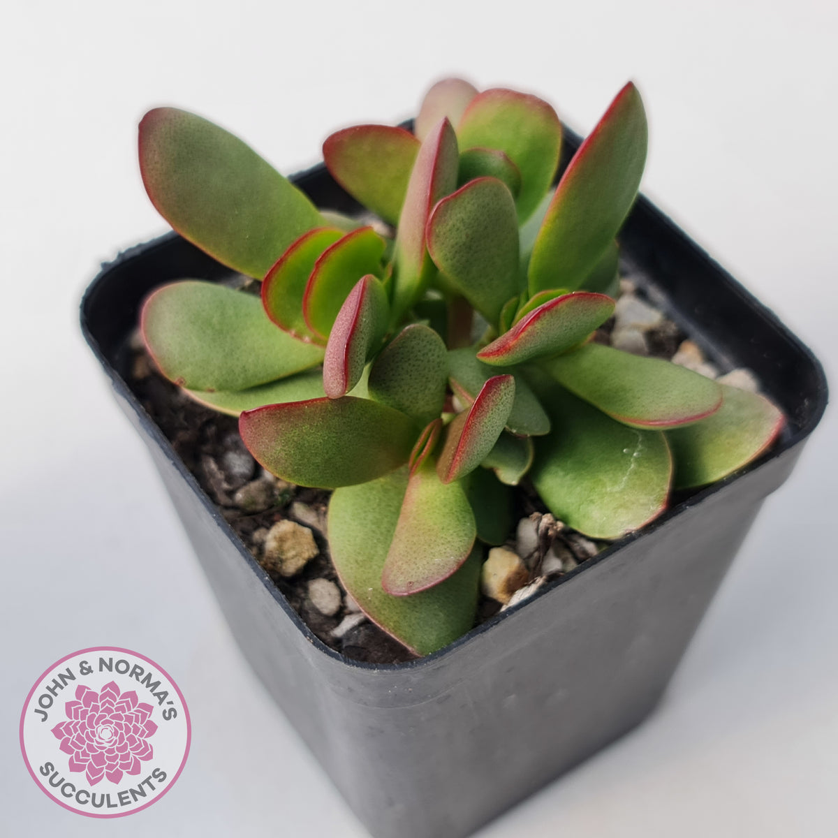 Crassula atropurpurea