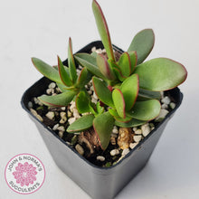 Load image into Gallery viewer, Crassula atropurpurea