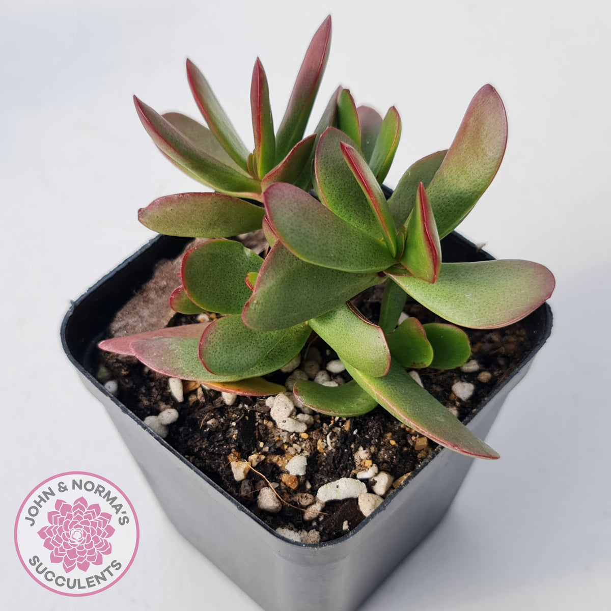 Crassula atropurpurea