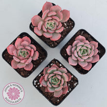 Load image into Gallery viewer, Echeveria 'Bloody Sunset' - John & Norma's Succulents Australia
