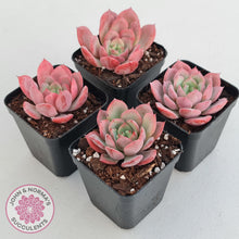 Load image into Gallery viewer, Echeveria 'Bloody Sunset' - John & Norma's Succulents Australia