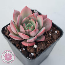 Load image into Gallery viewer, Echeveria 'Bloody Sunset' - John & Norma's Succulents Australia