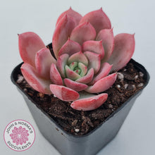 Load image into Gallery viewer, Echeveria 'Bloody Sunset' - John & Norma's Succulents Australia