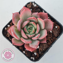 Load image into Gallery viewer, Echeveria 'Bloody Sunset' - John & Norma's Succulents Australia