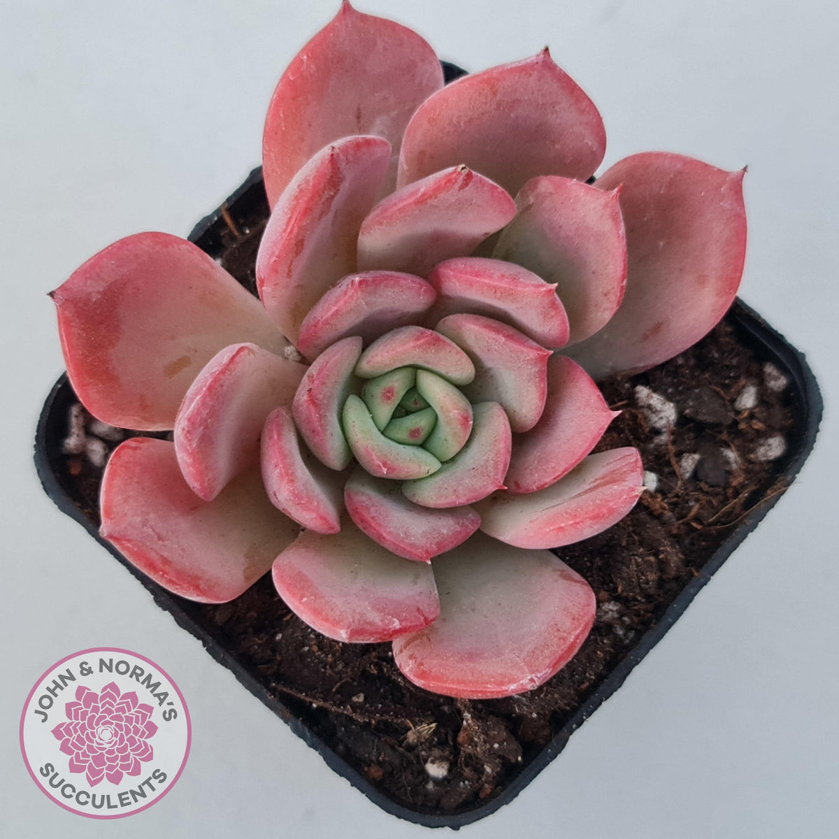 Echeveria 'Bloody Sunset'