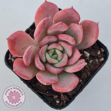 Load image into Gallery viewer, Echeveria 'Bloody Sunset' - John & Norma's Succulents Australia