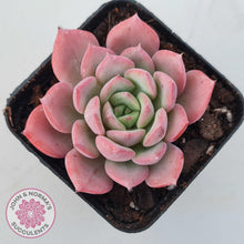 Load image into Gallery viewer, Echeveria 'Bloody Sunset' - John & Norma's Succulents Australia